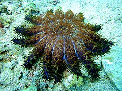 Crown of Thorns Starfish at Malapascuas Island