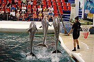 Varna dolphinarium