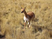 Vicuña in Jujuy Province in the Argentine Altiplano (2011)
