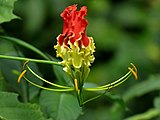 National flower (Gloriosa superba)