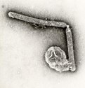 H5N1-Virion