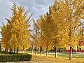 Several golden ginkgos in Hebei, China