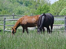 Two horses standing in a field, one is brown and the other is black.