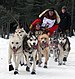 sled dogs at Iditarod Trail Sled Dog Race