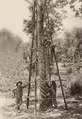 Rubber tapping in Malaya, c. 1910