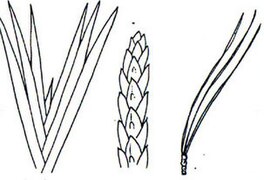 Blätter reitend (equitant), Schuppenblatt (imbricate), gescheitelt, büschelig (fascicled)