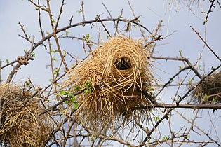 Plocepasser nest in Namibia, for year-round occupation.[10]