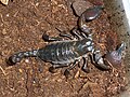 Image 22This female Pandinus scorpion Has heavily sclerotised chelae, tail and dorsum, but has flexible lateral areas to allow for expansion when gravid (from Arthropod exoskeleton)