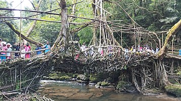 Single Decker Living Root Bridge at Riwai