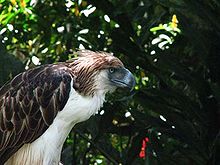 The head and shoulders of a large raptor in profile.