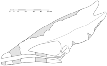 A black and white diagram of a skull with a long, thin jawbone and an elongated cranium.