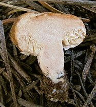 Mushroom fruitbody cut in half, showing reduced gills and half-closed cap