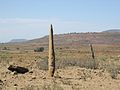 Axum stele in a farmer's field