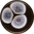 Aspergillus angustatus growing on MEAOX plate
