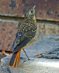 Juvenile, showing dappled plumage