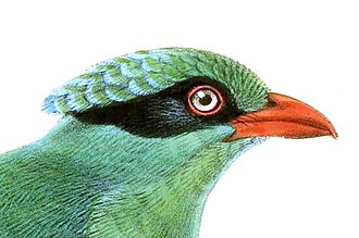 Detail aus einer Keulemans-Zeichnung eines Vogels mit einer seitlichen Kopfansicht