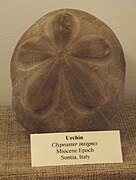 Fossil of Clypeaster insignis at the San Diego County Fair, California