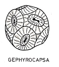 Illustration Gephyrocapsa (Isochrysidales)
