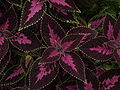 Buntnessel (Solenostemon scutellarioides-Hybriden, Syn.: Coleus blumei-Hybriden), einfach zu pflegende Zierpflanze