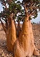 Adenium obesum trunk of extreme pachycaul specimen, Socotra