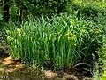 Gelbe Schwertlilie (Iris pseudacorus)