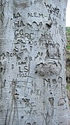 Initials of several couples carved into a tree. Most bear dates from the 1920s and 1930s