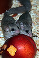 Graphiurus sp. (probably murinus) – two adults eating a nectarine