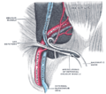 The spermatic cord in the inguinal canal