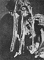 Detail of the picture destroyed by Abram Abramovich Balashov (1913).