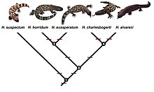Cladogram of the heloderma species
