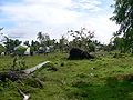 Fallen trees after hurricane Felix in Krukira, October 2008
