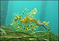 The leafy sea dragon is camouflaged to look like floating seaweed