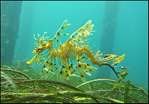 Sea dragons camouflaged to look like floating seaweed live in kelp forests and seagrass meadows[83]