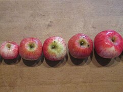 Maunzenäpfel in verschiedenen Größen und kantiger Form.