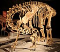 Mounted skeleton of the Nigersaurus