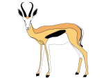 Typical springbok