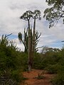Pachypodium lamerei wild specimen of maximum height (approx 6 m (20 ft)) attained by species