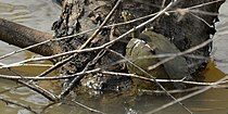 Sabine map turtle (Graptemys sabinensis) in Orange County