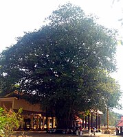 Ficus tree in front of Sarkaradevi Temple, Kerala, India