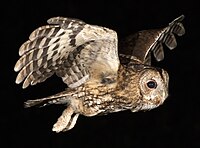Tawny owls are quite nocturnal