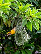 Weaverbird at nest, West Bengal, India