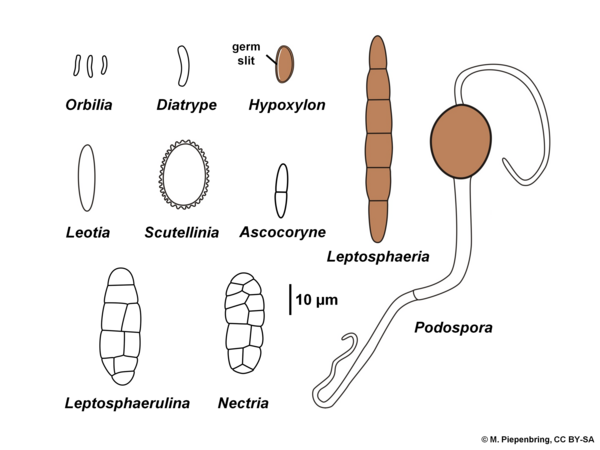 Ascospores, Ascomycota (diagram by M. Piepenbring)
