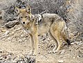 Kojote (Canis latrans) im Death Valley