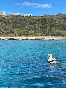An Australasian Gannet on the surface of the water in Coolum, Queensland, Australia
