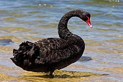 Black swan standing on a beach at the water's edge