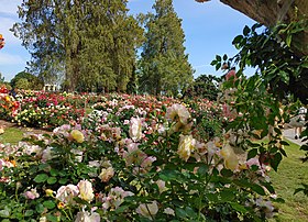 Blooming Roses in April 2022