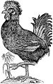Paduan Rooster