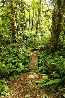 a picture of a trail in grandon creek
