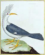 Painting of grey-and-white bird with tufted head and curved beak