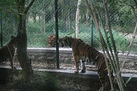 Tiger and lion staring at each other in Bannerghatta National Park